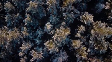 Top-down footage of old pine tree forest in snow in countryside. Sun illuminating tops of trees in forest in the morning, vibrant beautiful nature in winter