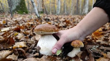 Picking mushrooms in autumn forest. Close up footage of picking big beautiful porcini mushroom in birch and oak tree forest