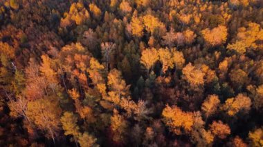 Aerial footage of autumn forest in the evening. Golden trees lit buy last rays of setting sun