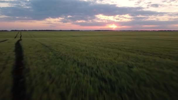 Filmagem Aérea Cinematográfica Campo Agrícola Verde Grãos Com Pôr Sol — Vídeo de Stock
