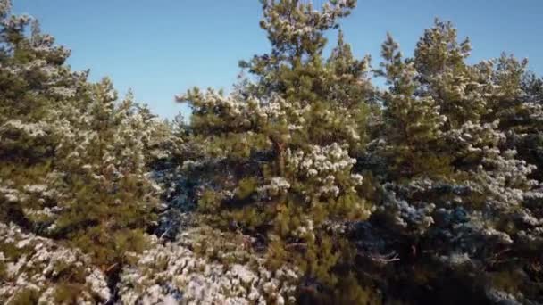 Rising Pine Trees Covered Snow Sunny Winter Day Aerial Footage — Vídeo de Stock