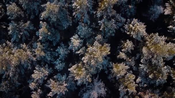 Сверху Вниз Кадры Старого Соснового Леса Снегу Деревне Солнце Освещает — стоковое видео