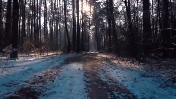 Flying Winter Forest Drone Footage Pine Forest Moving Path Trees — Vídeo de Stock