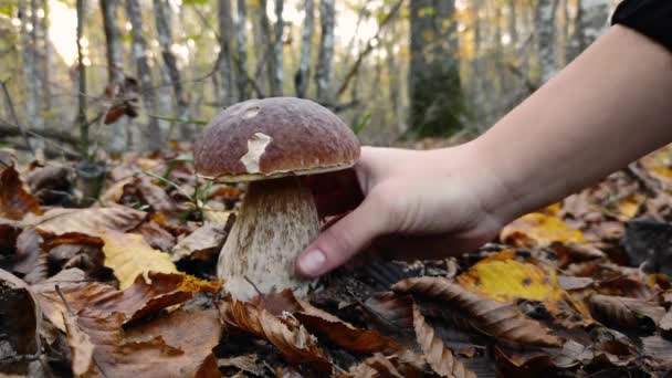 Hand Picking Big Mushroom Forest Close Video Hand Girl Picking — Stock video