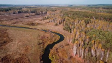 Small river near birch tree forest. Aerial footage of calm autumn nature in countryside