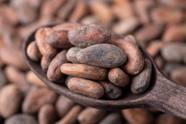 Cacao beans in dark wooden spoon. Harvested cocoa, close up shot in spoon