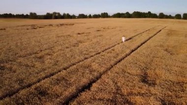 Cinematic slow motion video of a young girl in the field of rye. Young girl walking in the field of ripe rye