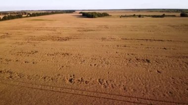 Aerial video of huge field of ripe wheat in the evening. Young girl walking in the wheat, admiring the beauty of nature