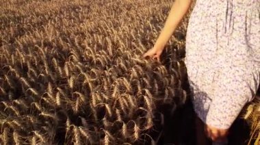 Close-up footage of a young girl in light dress walking in the grain, touches ripe ears of rye. Slow-motion video of a girl walking in the field of rye
