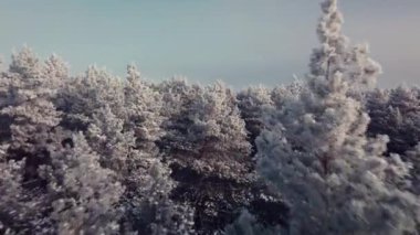 Drone flying close pine trees covered in bright silver frost. Winter footage of beautiful forest