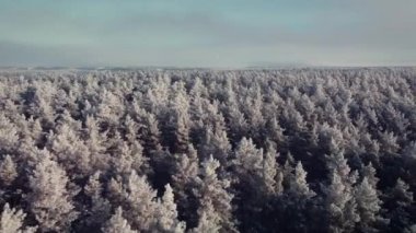 Flying over forest in winter. Drone footage of pine forest covered in ice