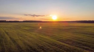 Baharda, yeşil taze buğday tarlalarının üzerinde batan güneşin hava hızında düşüşü. Güneşin batışının güzel drone zaman ayarlı videosu