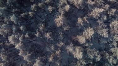 İHA 'nın yukarı ve yavaşça yana dönen kamerasının yukarıdan aşağı görüntüsü. Karla kaplı bir ormanın rüya gibi görüntüleri.