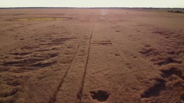 Aerial footage of lonely girl walking in the field of ripe rye. Drone video of a beautiful endless field of wheat and a lonely girl