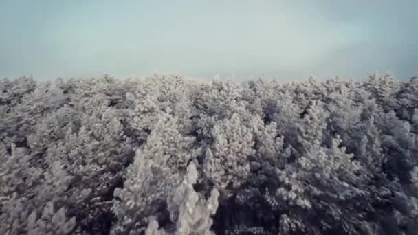 在雪地里从松林飞到村庄的空中录像 美丽的冬季风景 阳光明媚 乡村生活 — 图库视频影像