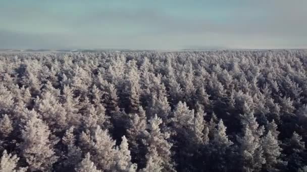 冬に森を飛び越える 氷に覆われた松林のドローン映像 — ストック動画