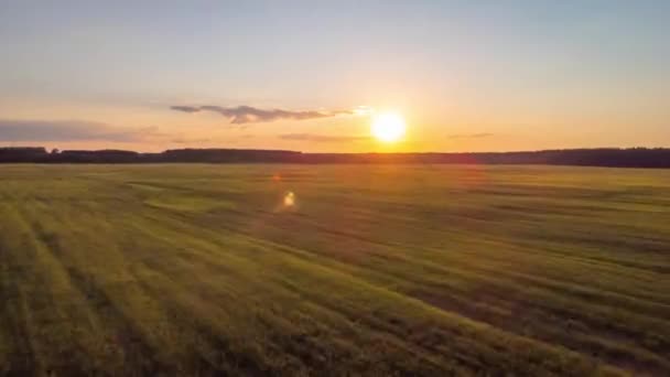 Aerial Hyperlapse Setting Sun Agricultural Field Green Fresh Wheat Spring — Stock Video