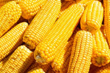Close up of yellow ripe corn heads on the bright sunlight. Agriculture, harvesting in autumn, plant for healthy nutrition