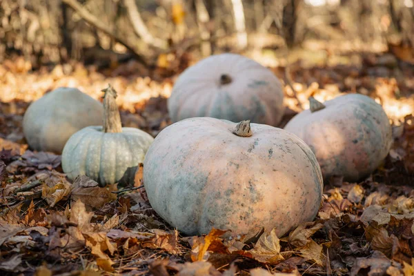 Pumpkins with fallen autumn leaves around. Concept of harvest, ripe vegetables, healthy food and halloween decorations