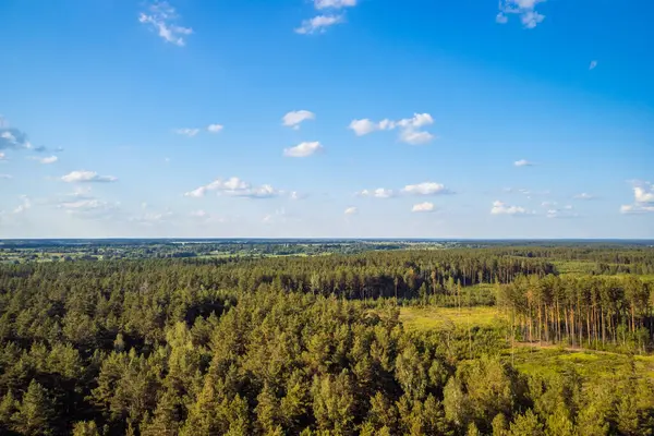 Drone aerial shot of green pine forests. Sunny summer day, blue sky, few white clouds on horizon