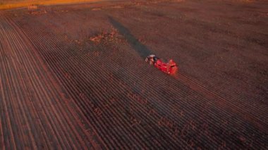 Late evening in the agricultural potato field. Tractor harvesting potato with combine in the evening, aerial footage