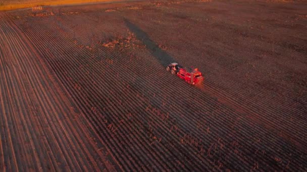 Pozdě Večer Poli Zemědělských Brambor Traktor Sklízí Brambory Kombinací Večerních — Stock video