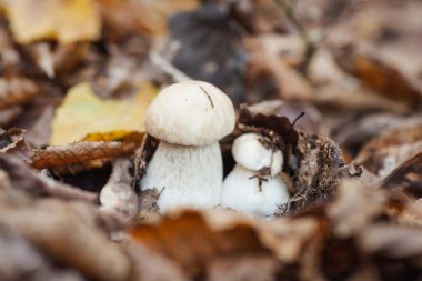 Yeşillikte genç, yenilebilir Porcini Boletus var. Yaklaş. Sonbahar mantar toplama hobisi, vahşi doğanın gıdası.