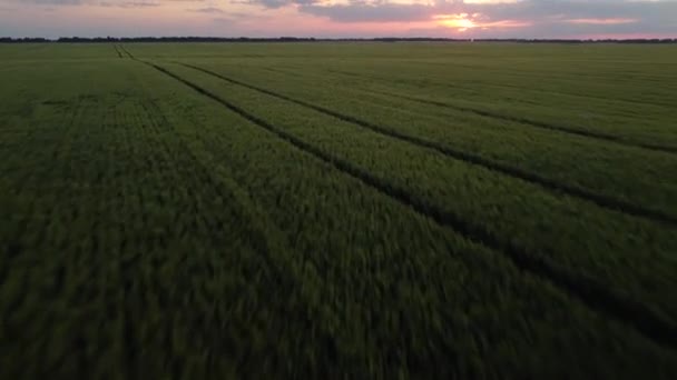 Filmové Záběry Létání Nad Zeleným Zemědělským Polem Při Západu Slunce — Stock video