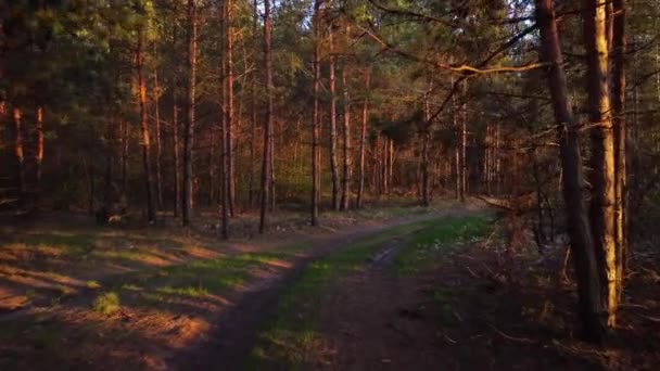 Gün Batımında Çam Ormanının Içinden Bir Video Ağaçların Arasından Gelen — Stok video