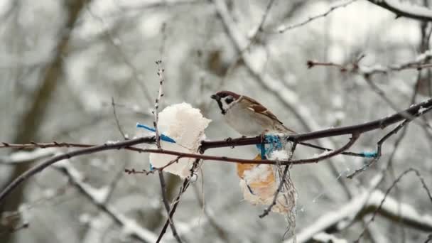 Hungrig Sparv Fågel Äter Fett Gren Trädet Vintern Utfodring Fåglar — Stockvideo