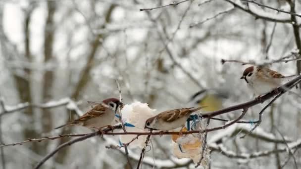 Sparrows Tit Birds Eating Together Fat Branch Tree Feeding Animals — Vídeos de Stock
