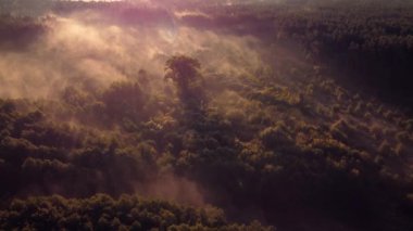 Etrafı daha küçük ağaçlarla çevrili, sisin içinde duran yüksek bir ağacın güzel hava görüntüleri. Ormanda sakin sisli bir sabah