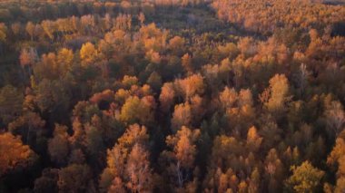 Canlı sonbahar renkleriyle ormanın insansız hava aracı görüntüleri. Parkta parlak sarı, turuncu ağaçlarla uçuyor.