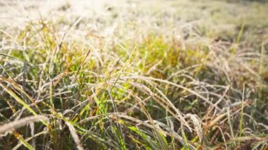 Sabah güneşine karşı çimlerin üzerinde eriyen buzun yakın çekim görüntüleri. Çim konseptindeki ilk sabah donması, günlerin soğuması.
