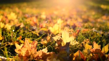 Sarı sonbahar yaprakları hışırdıyor. Yeşil çimlerin üzerinde güçlü rüzgar esintileri var. Parkta rüzgarlı sonbahar havası
