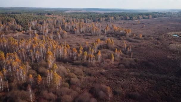 Brzozy Jesienią Nagranie Drona Nad Doliną Młodymi Brzozami Żywych Kolorach — Wideo stockowe