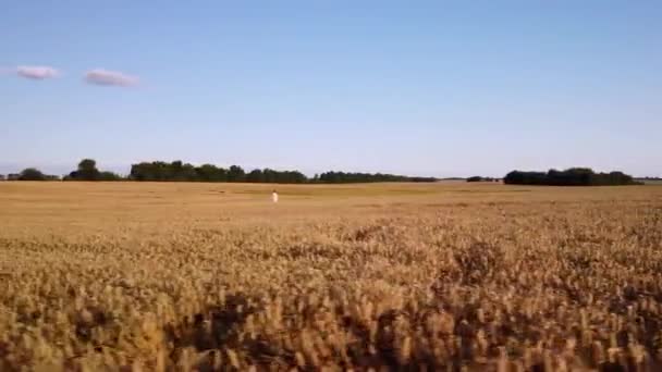 Osamělá Dívka Kráčející Žitném Poli Při Západu Slunce Klid Koncepce — Stock video