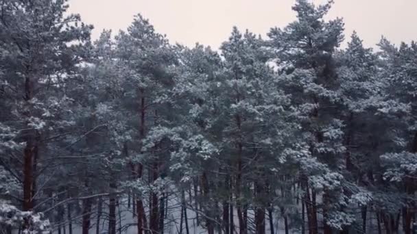 Erguendo Sobre Floresta Pinheiros Coberta Neve Belo Clima Inverno Floresta — Vídeo de Stock
