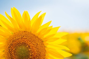 Güneşin batışıyla tarlada çiçek açan ayçiçeğinin resmini kapat. Taze sarı ayçiçeği. Çiçek açmış.