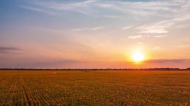 Arka planda güneş batarken tarlada açan ayçiçeklerinin aşırı hızlanması. Akşamları tarım alanının insansız hava aracı zamanı
