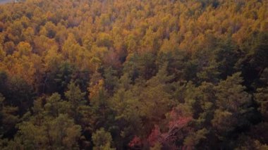 Sonbaharda çamların ve huş ağaçlarının insansız hava aracı görüntüleri. Sonbahar mevsiminde parlak renkli orman