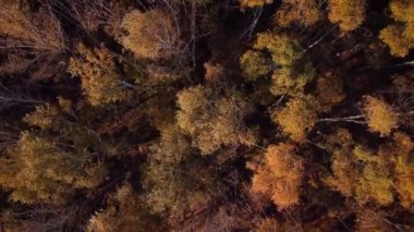 Huş ağacının güçlü rüzgarda sallandığı güzel bir sonbahar videosu. Sonbaharda renkli sarı ve portakal ağaçları