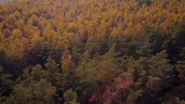 秋に松や白樺の森のドローン映像 秋の鮮やかなカラフルな森 — ストック動画