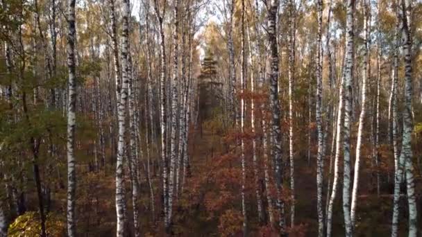 小さなカエデやオークが鮮やかな秋の色で白樺の森の中で遅い映画の映像 夜の森の明るい秋のビデオ — ストック動画