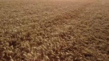 Yaz aylarında buğday tarlasının insansız hava aracı görüntüleri. Olgun buğday hasat için hazır.