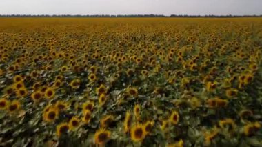 Akşamları ayçiçeği tarlasının 4k drone videosu. Parlak ayçiçekleri ve hava görüntüleriyle dolu büyük bir arazi.