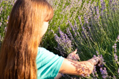Uzun saçlı genç kız lavanta çiçeklerini kesiyor. Yazın, güneşli bir yaz gününde kırsalda aromatik lavanta çiçeği hasat etmek.