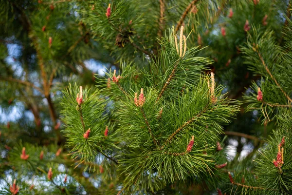 松の緑の枝 天然の背景 モミの植物 クローズアップ — ストック写真