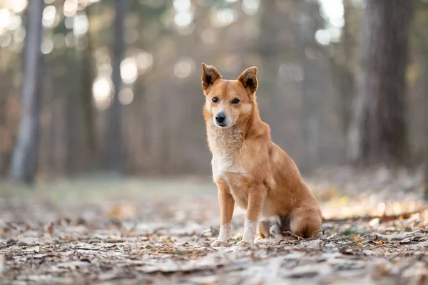 Портрет Маленькой Собаки Смотрящей Камеру Домашняя Собака Лесу — стоковое фото