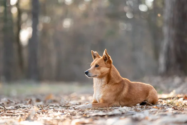 Маленькая Забавная Собачка Лежит Сосновом Лесу Портрет Красной Собаки — стоковое фото